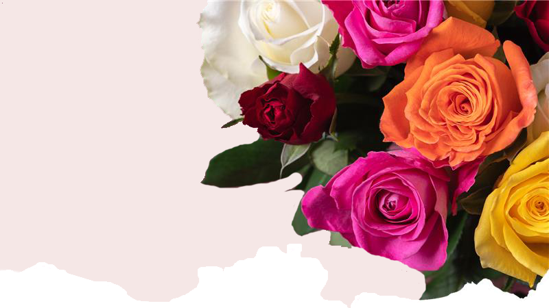 Carrusel Floral Xpress — rosas sobre fondo malva